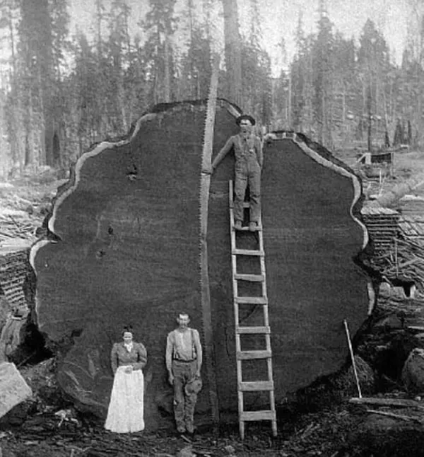 redwood