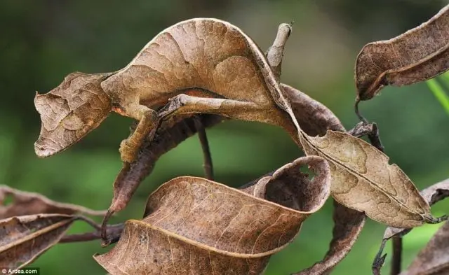 Satanic leaf tailed geckos 01[4]